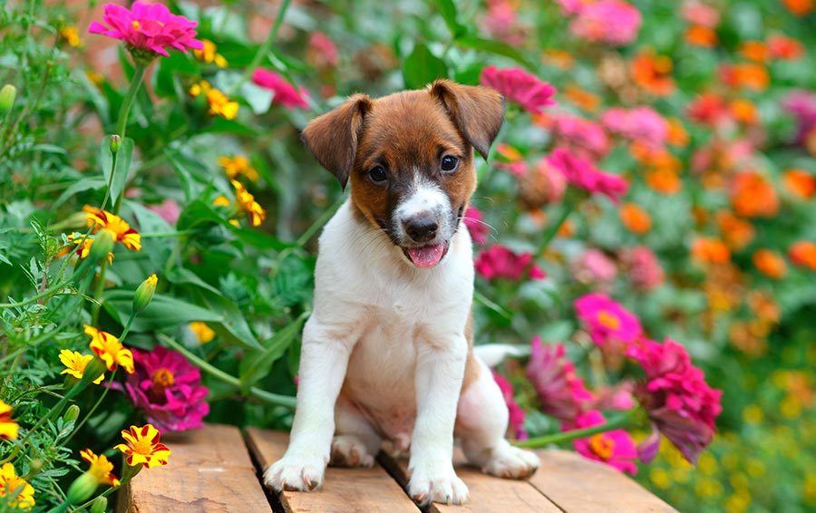 dog-flowers.jpg